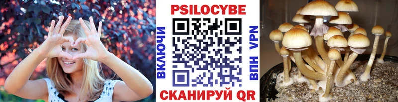 Галлюциногенные грибы Psilocybe Ноябрьск