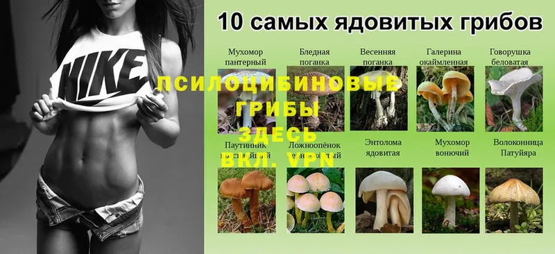 Галлюциногенные грибы Cubensis  где купить наркоту  Ноябрьск 