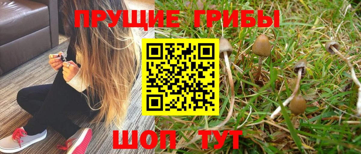 Галлюциногенные грибы Psilocybine cubensis  даркнет сайт  Ноябрьск 